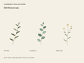 Still Botanicals — Set of 3 Digital Art Prints — clean vector edition printable up to 40 inches