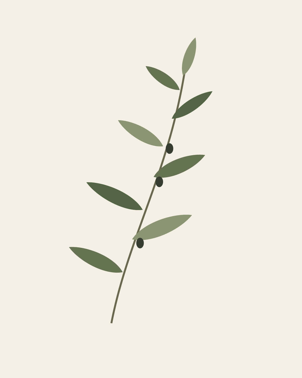 Olive Study — Botanical Digital Art — clean vector edition printable up to 40 inches