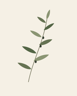 Olive Study — Botanical Digital Art — clean vector edition printable up to 40 inches