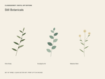 Still Botanicals — Set of 3 Digital Art Prints — clean vector edition printable up to 40 inches